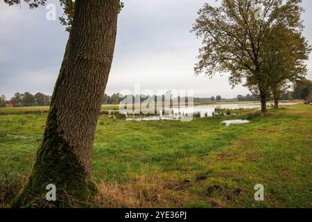 Riserva naturale Emsdettener Venn nel distretto di Steinfurt, riserva ornitologica europea, Renania settentrionale-Vestfalia, Germania. Naturschutzgebiet Emsdettener Foto Stock