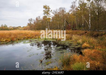 Riserva naturale Emsdettener Venn nel distretto di Steinfurt, riserva ornitologica europea, Renania settentrionale-Vestfalia, Germania. Naturschutzgebiet Emsdettener Foto Stock