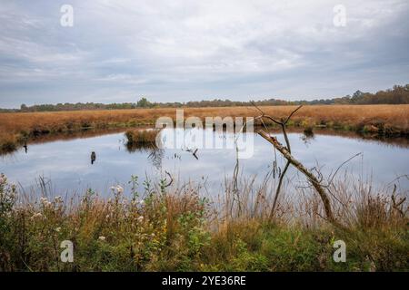 Riserva naturale Emsdettener Venn nel distretto di Steinfurt, riserva ornitologica europea, Renania settentrionale-Vestfalia, Germania. Naturschutzgebiet Emsdettener Foto Stock