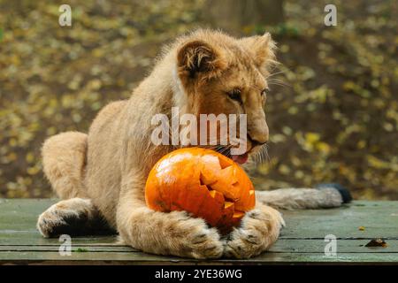 ZSL London Zoo, Regent's Park, Londra, Regno Unito. 29 ottobre 2024. Gli animali dello Zoo di Londra festeggiano Halloween presto con dolcetti di zucca. I cuccioli di leone asiatico minacciati di estinzione di sette mesi, Mali, Syanii e Shanti, hanno avuto il loro primo assaggio di spezie di zucca per lanciare "Boo at the Zoo", una giornata in famiglia piena di animali selvatici e incantevoli. Crediti: Amanda Rose/Alamy Live News Foto Stock