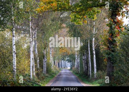 birch alley nella riserva naturale Emsdettener Venn nel distretto di Steinfurt, riserva ornitologica europea, Renania settentrionale-Vestfalia, Germania. Birkenallee Foto Stock