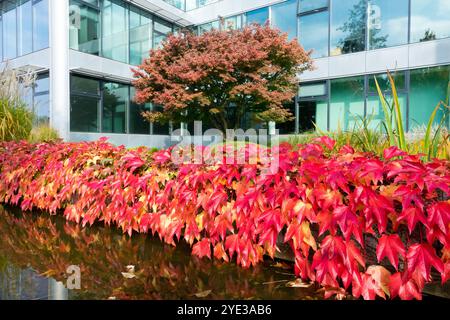 Red Turn Boston Ivy Parthenocissus tricuspidata, Urban Place Japanese Maple Acer palmatum in Autumn Garden Water Foto Stock