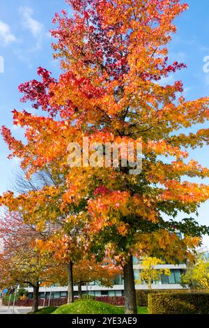 American Sweetgum Liquidambar styraciflua 'Worplesdon' colori decidui degli alberi autunnali Foto Stock