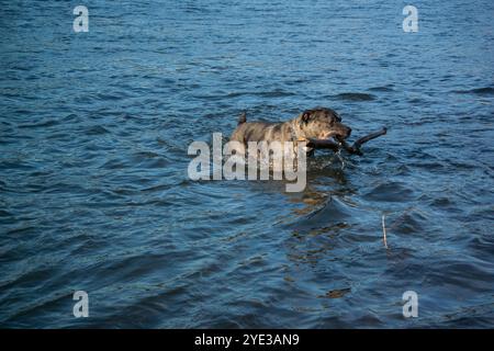 Cane che prende un bastone dal fiume Foto Stock