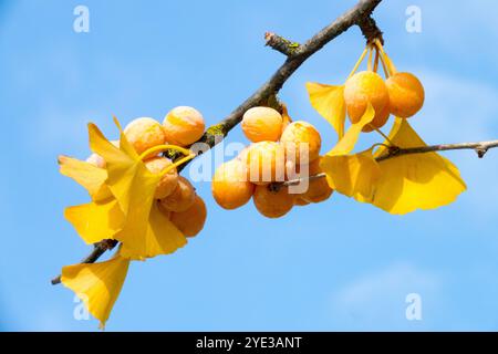 Ginkgo biloba frutta matura su ramo ornamentale vivace Foto Stock