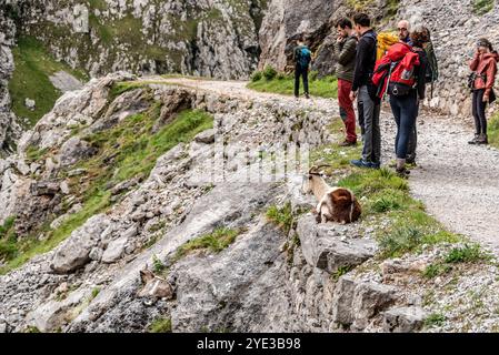 Picos de Europa, Spagna - mai 20, 2024 - i turisti che soggiornano intorno a una capra selvaggia che giace rilassata sulla strada del famoso canyon Picos de Europa Foto Stock