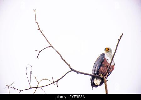 AFRICAAN FISH EAGLE ( Haliaeetus vocifer) al Serenada Eco Resort - Uganda Foto Stock