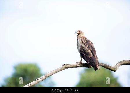 Aquila Tawny ( Aquila rapax ) - Munyonyo - Uganda Foto Stock