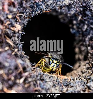 WASP che emerge dal nido sotterraneo. Foto Stock