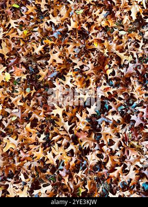 Sfondo di foglie autunnali rosse e arancioni. All'aperto. Immagine retrospettiva colorata delle foglie autunnali cadute, perfetta per l'uso stagionale. Spazio per il testo. Alta qualita' Foto Stock