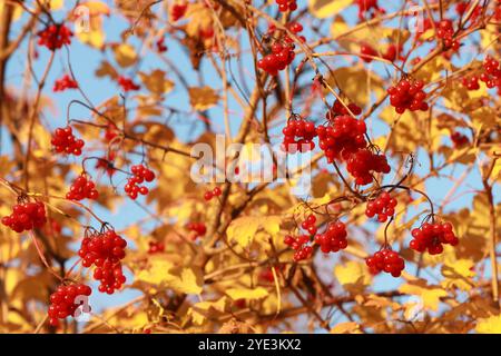 Bacche di viburnum rosse e foglie gialle su sfondo blu Foto Stock