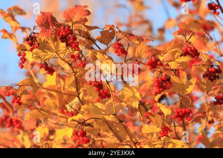 Rami di Viburnum con frutti maturi e foglie autunnali alla luce gialla della sera Foto Stock