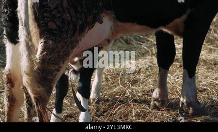 Questo video toccante di una fattoria mostra una mucca che si prende cura amorevolmente del suo vitello vicino a una recinzione di legno. Fango e fieno a terra esaltano l'autenticità Foto Stock