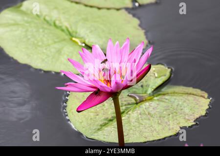 Lotosblumen Nelumbo, Lotos, Sir Seewoosagur Ramgoolam Botanical Garden, SSR Botanical Garden, Auch Pamplemousses Botanical Garden, Botanischer Garten, Foto Stock