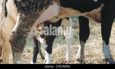 Questo video toccante di una fattoria mostra una mucca che si prende cura amorevolmente del suo vitello vicino a una recinzione di legno. Fango e fieno a terra esaltano l'autenticità Foto Stock