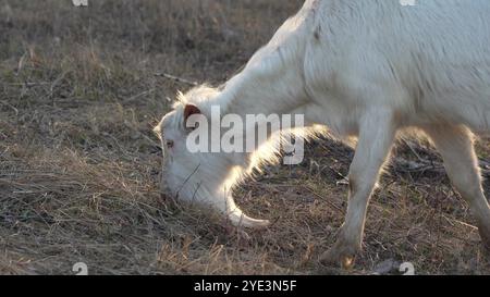 Una giovane capra bianca esplora i dintorni in una fattoria rurale. La luce naturale del sole illumina la pelliccia dell'animale mentre pascolava tranquillamente nello sporco Foto Stock