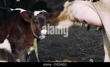 Questo video toccante di una fattoria mostra una mucca che si prende cura amorevolmente del suo vitello vicino a una recinzione di legno. Fango e fieno a terra esaltano l'autenticità Foto Stock