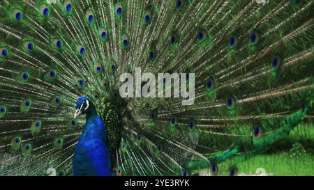 il pavone ajestic si erge con orgoglio con le sue piume vivaci completamente ventilate, mostrando meravigliose macchie blu e verdi. L'uccello poggia elegantemente su un Foto Stock