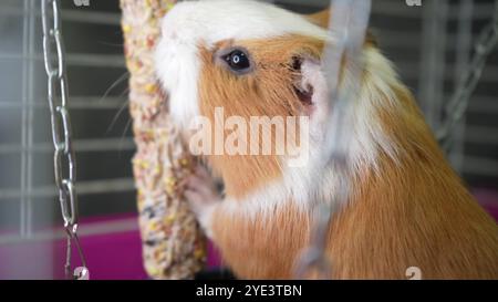 Una cavia in una gabbia toglie il cibo secco da un bastoncino, una catena metallica è appesa sullo sfondo. Ideale per la dimostrazione di animali domestici di piccola taglia e per le procedure di cura del corpo. Foto Stock