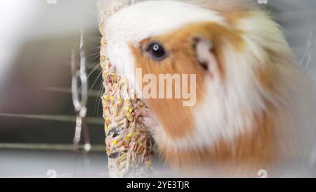 Una cavia in una gabbia toglie il cibo secco da un bastoncino, una catena metallica è appesa sullo sfondo. Ideale per la dimostrazione di animali domestici di piccola taglia e per le procedure di cura del corpo. Foto Stock