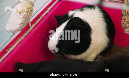 Una cavia bianca e nera guarda curiosamente fuori dalla sua gabbia rosa. Perfetto per la cura degli animali domestici, la cura dei porcellini d'India e le scene di animali domestici. Foto Stock