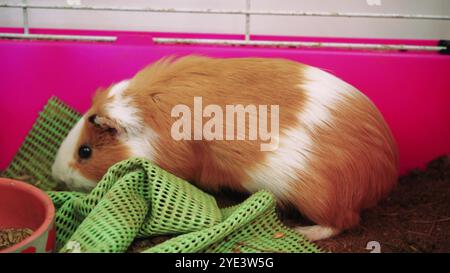 Primo piano di una cavia seduta nella sua gabbia. Perfetto per animali domestici e adorabili momenti con animali. Foto Stock