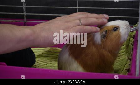 Un porcellino d'India si trova nella sua gabbia rosa. Una mano umana picchia una cavia. Ideale per le comunicazioni video e l'allenamento con animali domestici. Foto Stock