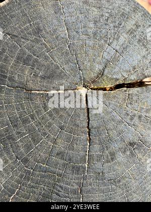 Vecchia superficie tagliata in legno di quercia. Alta qualità Foto Stock