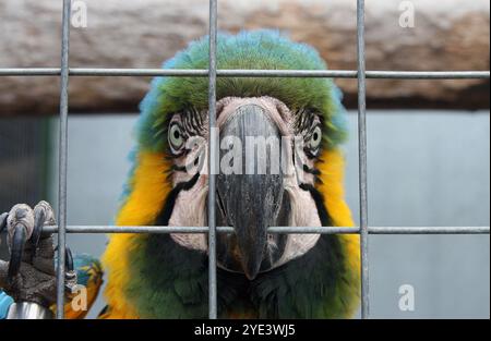 Primo piano della faccia di un grosso pappagallo in una gabbia Foto Stock