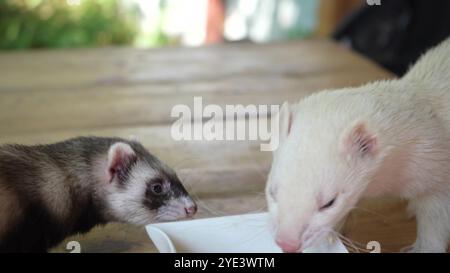 Due furetti giocosi stanno mangiando su un tavolo di legno. Uno mangia da una ciotola e l'altro cerca costantemente di guardarla con il cibo. Foto Stock