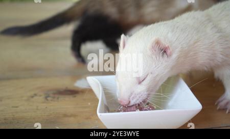 Due furetti giocosi stanno mangiando su un tavolo di legno. Uno mangia da una ciotola e l'altro cerca costantemente di guardarla con il cibo. Foto Stock