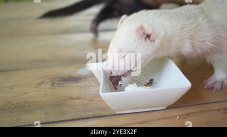 Due furetti giocosi stanno mangiando su un tavolo di legno. Uno mangia da una ciotola e l'altro cerca costantemente di guardarla con il cibo. Foto Stock