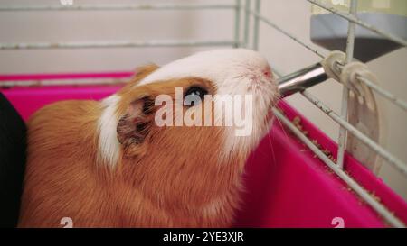 Un simpatico porcellino d'India con zenzero e pelliccia bianca da una bottiglia d'acqua nella sua gabbia. Perfetto per video su animali domestici e animali. Foto Stock