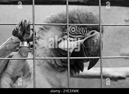 Primo piano bianco e nero della faccia di un grande pappagallo in una gabbia Foto Stock