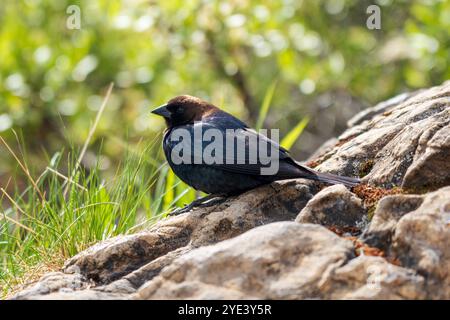 Cowbird dalla testa marrone seduto su una roccia nell'erba. ( Molothrus ater, maschio adulto ). Jasper National Park, Alberta, Canada. Foto Stock