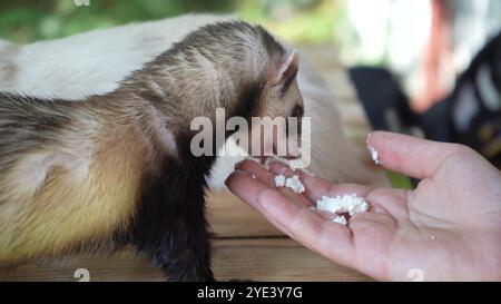 Un furetto bruno sta mangiando dalla mano di una giovane donna su un tavolo di legno. Due furetti trascorrono del tempo con una giovane ragazza all'aperto. Foto Stock