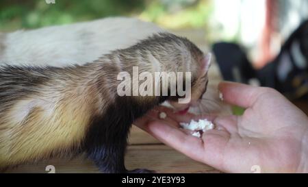 Un furetto bruno sta mangiando dalla mano di una giovane donna su un tavolo di legno. Due furetti trascorrono del tempo con una giovane ragazza all'aperto. Foto Stock