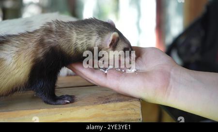 Un furetto bruno sta mangiando dalla mano di una giovane donna su un tavolo di legno. Due furetti trascorrono del tempo con una giovane ragazza all'aperto. Foto Stock