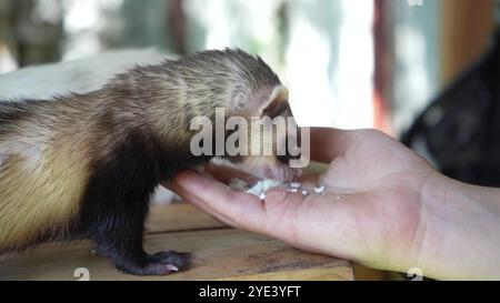 Un furetto bruno sta mangiando dalla mano di una giovane donna su un tavolo di legno. Due furetti trascorrono del tempo con una giovane ragazza all'aperto. Foto Stock