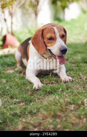 Bel ritratto di cane beagle steso sull'erba verde Foto Stock
