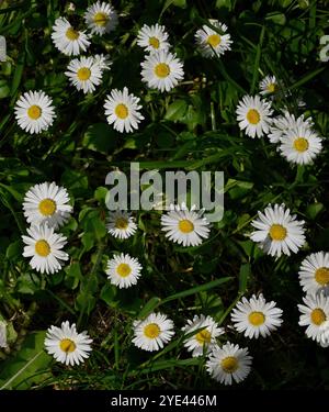 Un sacco di margherita comune ben focalizzata, Bellis perennis, che coprono un prato locale. Buon contrasto dei colori e ottima messa a fuoco. Foto Stock