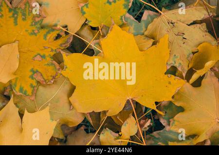 Una vista ravvicinata cattura le vibranti foglie gialle disseminate per il terreno, mostrando eloquentemente la splendida essenza dell'autunno in un ambiente tranquillo della foresta, pieno di vita e colori Foto Stock