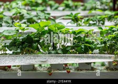 Coltivazione di fragole in serra. Mini-azienda agricola per la coltivazione di Fragaria al chiuso in terreno artificiale. Foto Stock