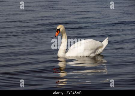 Un cigno nuota sul lago all'inizio della primavera, nuota sul lago ad aprile Foto Stock