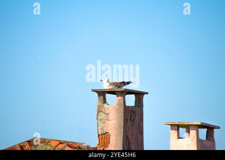 Gabbiano con le gambe gialle (Larus michahellis) arroccato su un camino di cemento. Gabbiano sul tetto. L'uccello sta riposando. Animale. Ornitologia. All'aperto. Natura. Foto Stock