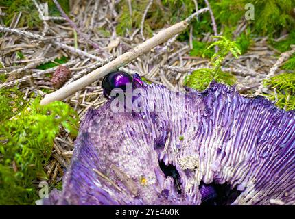Scarabeo piccolo primo piano viola viola Foto Stock