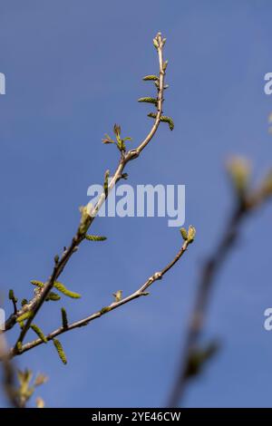 fogliame e gattini del nocciolo durante la fioritura, il noce fiorisce in primo piano nella stagione primaverile Foto Stock