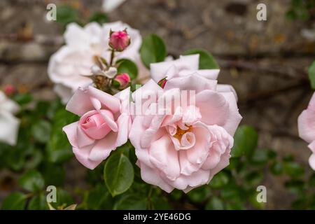 Primo piano di una bellissima rosa pallida e di cime di rose che fioriscono a giugno in un giardino estivo in Inghilterra, Regno Unito Foto Stock