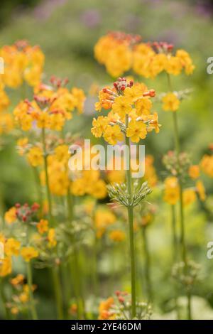 Primo piano di Primula bulleyana gialla /Candelabra Primrose o Primula Candelabra che fioriscono a giugno in un giardino estivo, Inghilterra, Regno Unito Foto Stock