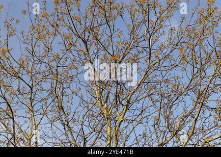 il primo fogliame e fiori a forma di orecchini di noce, rami con fogliame e fiori di noce su sfondo blu cielo Foto Stock